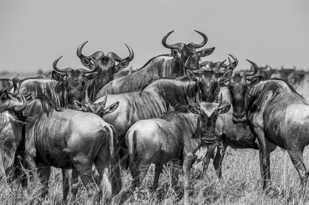 Wildebeest — Herd in silver